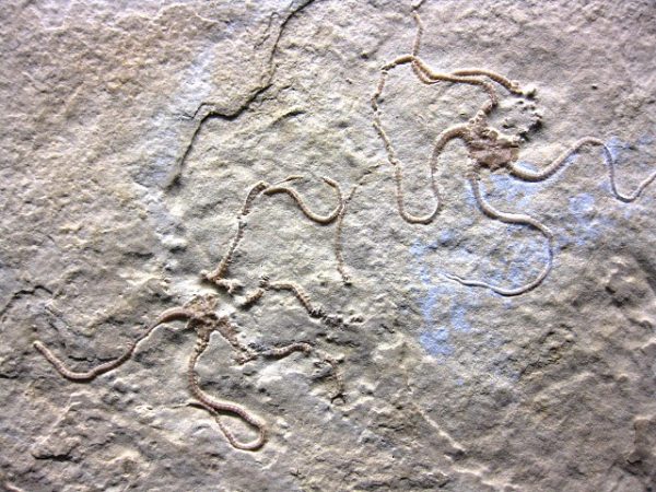 Jurassic Solnhofen Brittle Star #9 - Image 2