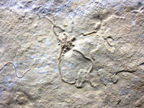 Jurassic Solnhofen Brittle Star #9 - Image 3