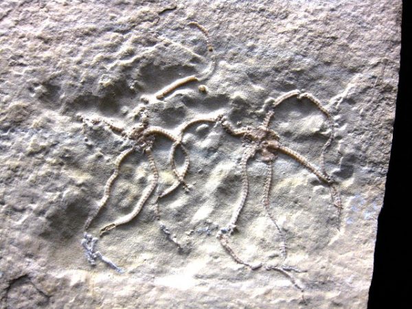 Jurassic Solnhofen Brittle Star #9 - Image 5