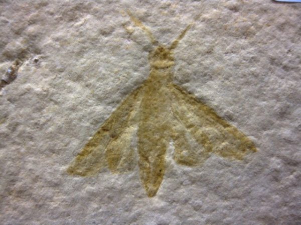 Genuine Jurassic Solnhofen Insect #4 - Image 2