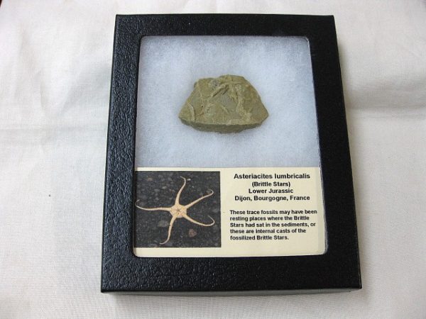 Asteriacites lumbricalis #1