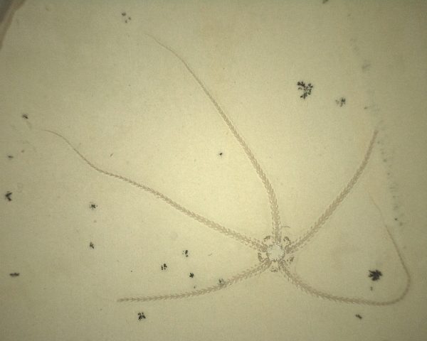 Solnhofen Geocoma Brittle Star #1 - Image 2