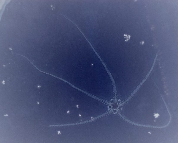 Solnhofen Geocoma Brittle Star #1 - Image 3