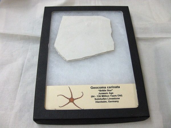 Solnhofen Geocoma Brittle Star #2