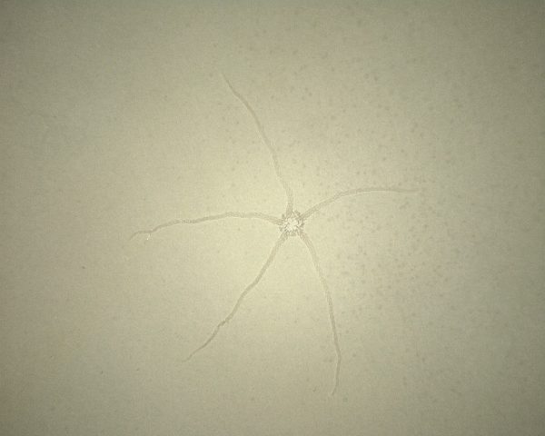 Solnhofen Geocoma Brittle Star #2 - Image 2