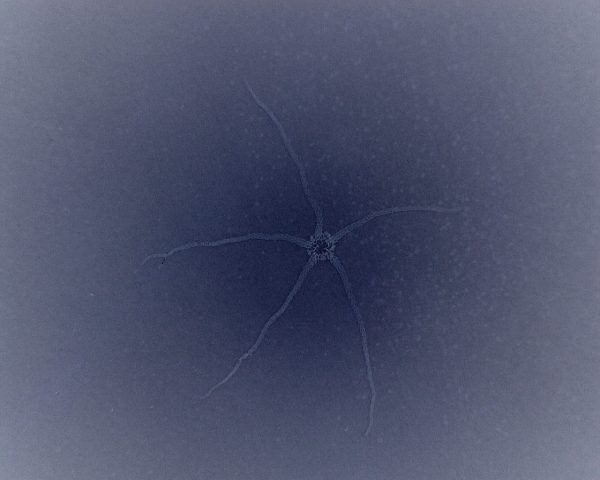 Solnhofen Geocoma Brittle Star #2 - Image 3