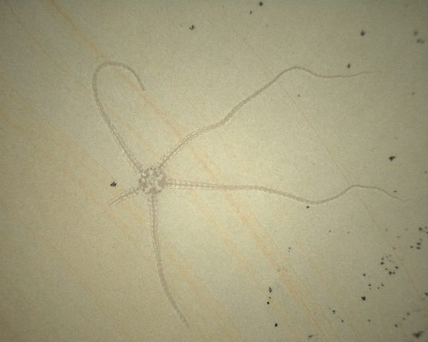 Solnhofen Geocoma Brittle Star #5 - Image 2