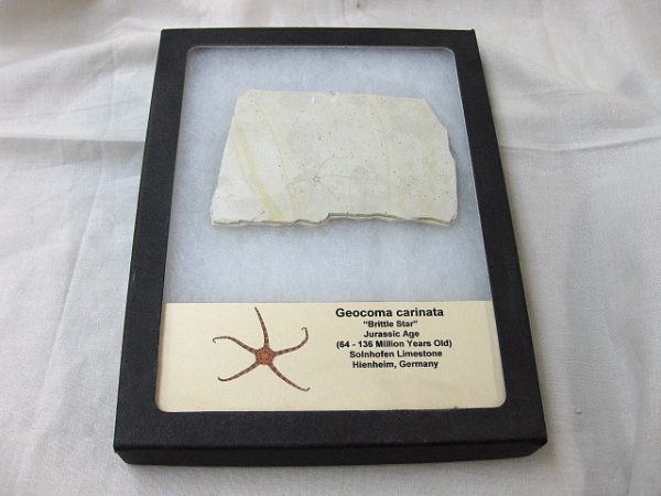 Solnhofen Geocoma Brittle Star #6