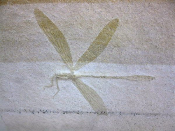 Genuine Jurassic Solnhofen Dragonfly #8 - Image 2