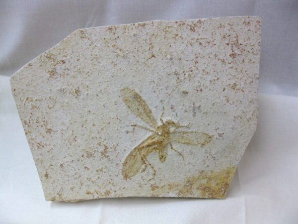 Genuine Jurassic Solnhofen Insect #10