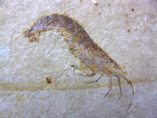 Genuine Jurassic Solnhofen Shrimp #16 - Image 2