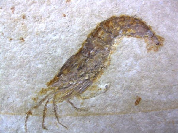 Genuine Jurassic Solnhofen Shrimp #16 - Image 3