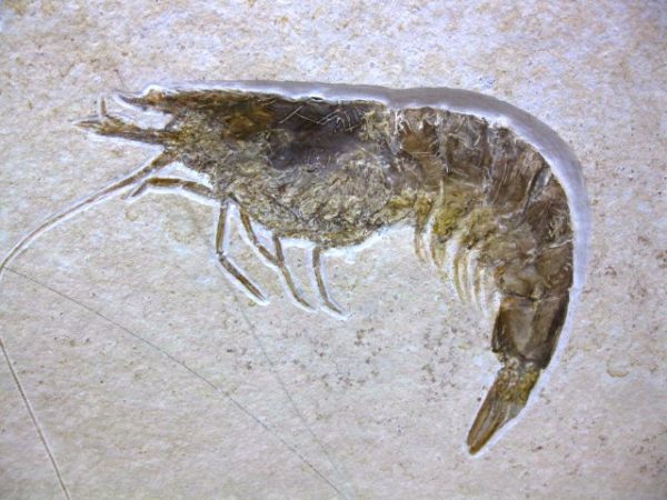 Genuine Jurassic Solnhofen Shrimp #20 - Image 2