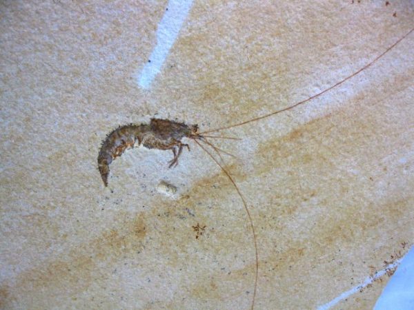 Genuine Jurassic Solnhofen Shrimp #22 - Image 2