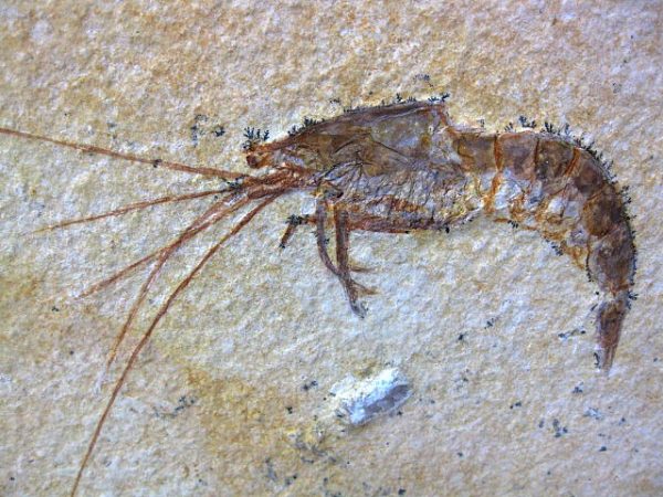 Genuine Jurassic Solnhofen Shrimp #22 - Image 3