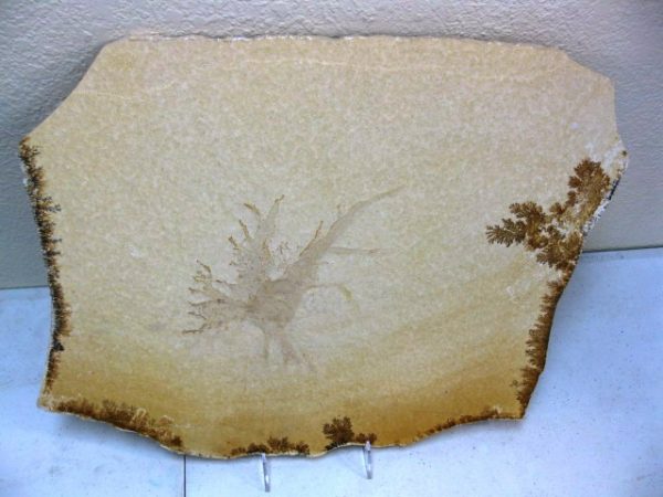 Genuine Jurassic Solnhofen Sponge #1