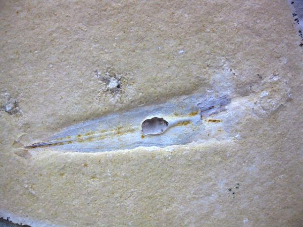 Genuine Jurassic Solnhofen Squid #4 - Image 3