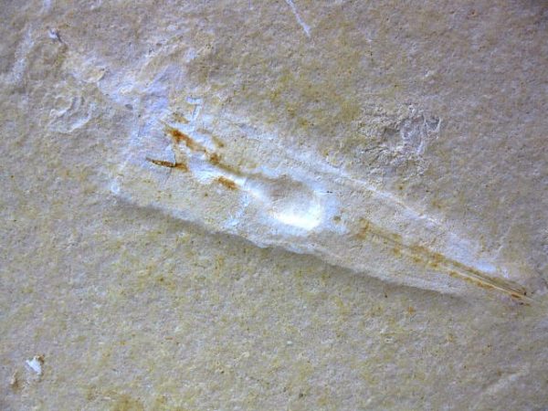 Genuine Jurassic Solnhofen Squid #4 - Image 2