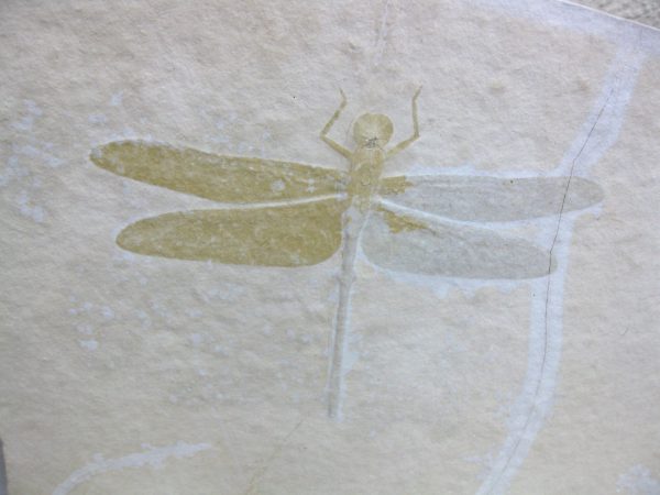 Genuine Jurassic Solnhofen Dragonfly #12 - Image 2