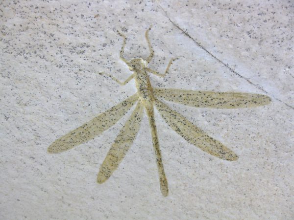 Genuine Jurassic Solnhofen Dragonfly #15 - Image 2