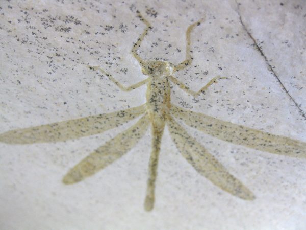 Genuine Jurassic Solnhofen Dragonfly #15 - Image 3