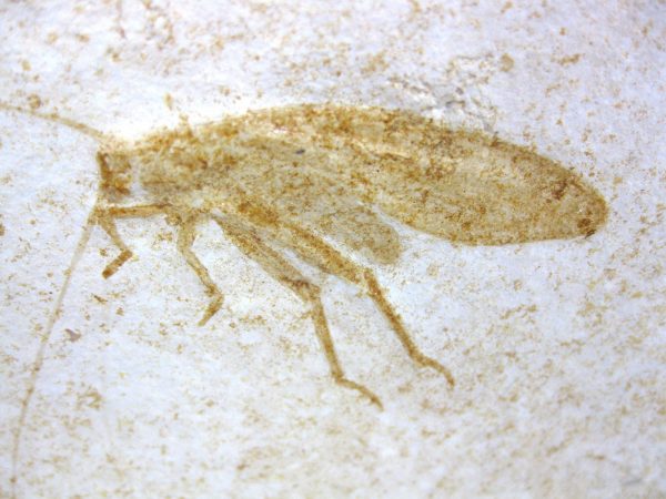 Genuine Jurassic Solnhofen Insect #17 - Image 3