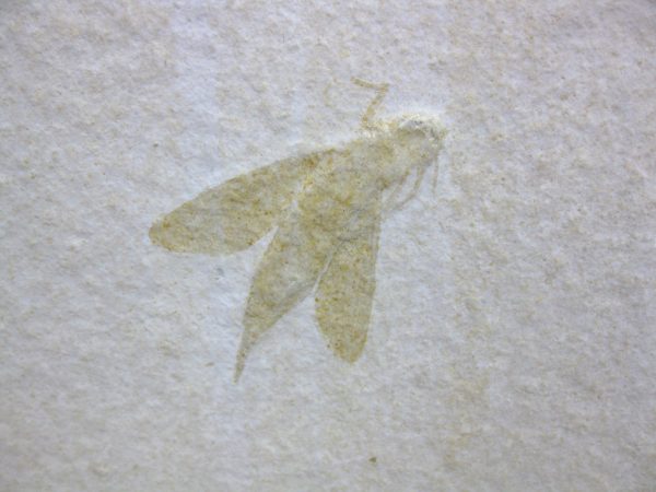 Genuine Jurassic Solnhofen Insect #19 - Image 2