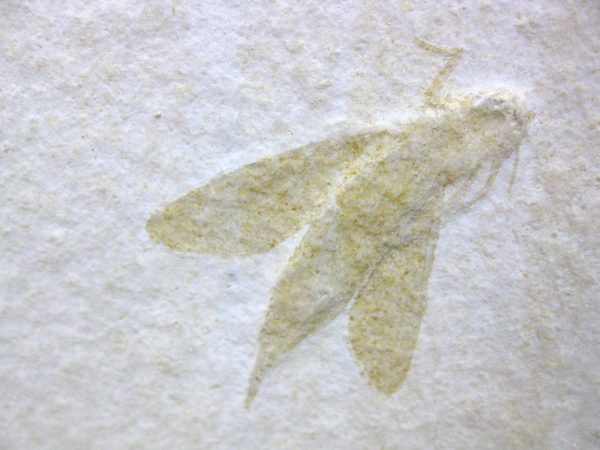 Genuine Jurassic Solnhofen Insect #19 - Image 3