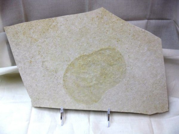 Genuine Jurassic Solnhofen Jellyfish Fossil for Sale from Germany #1