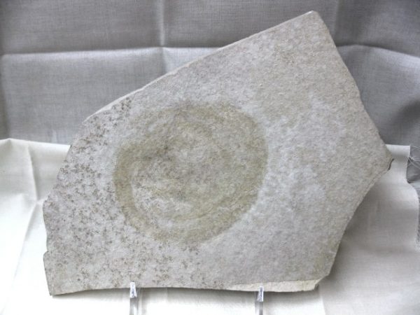 Genuine Jurassic Solnhofen Jellyfish Fossil for Sale from Germany #2