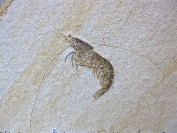 Genuine Jurassic Solnhofen Shrimp #10 - Image 2