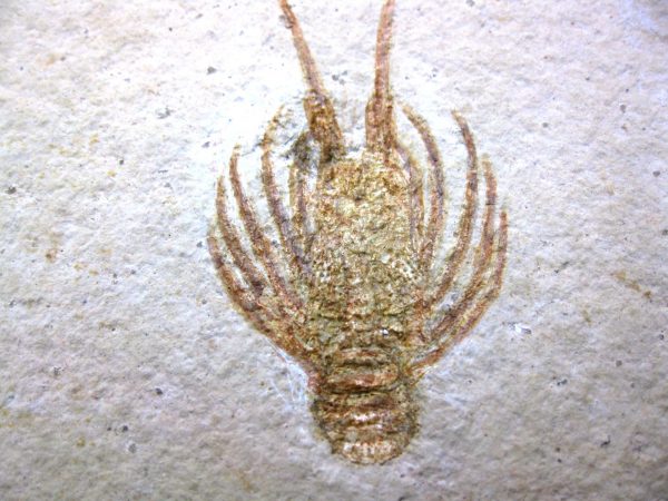 Jurassic Solnhofen Lobster #1 - Image 4