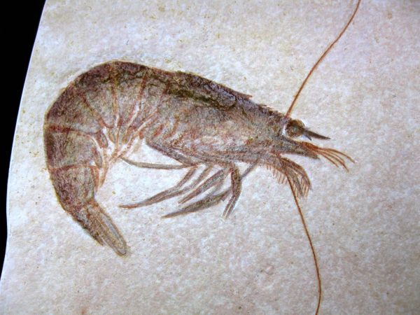 Genuine Jurassic Age Solnhofen Shrimp for Sale from Germany #24a