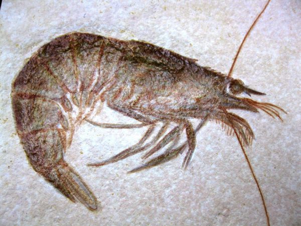 Genuine Jurassic Age Solnhofen Shrimp for Sale from Germany #24d