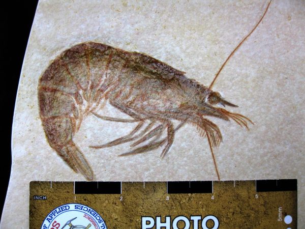 Genuine Jurassic Age Solnhofen Shrimp for Sale from Germany #24e