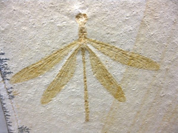 Genuine Jurassic Solnhofen Dragonfly #2 - Image 2