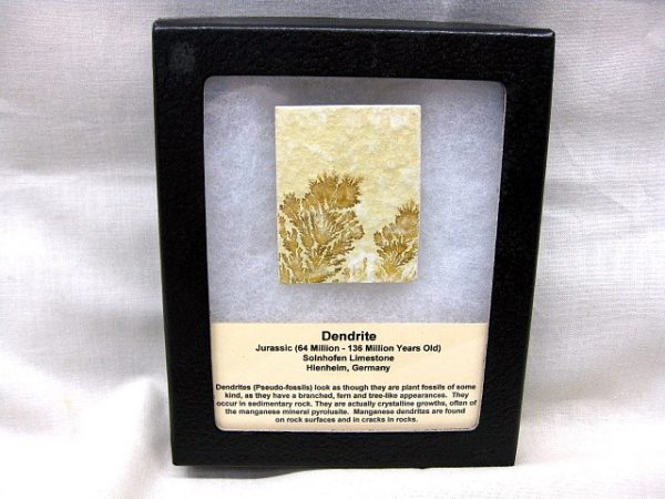 Genuine Jurassic Solnhofen Dendrite #4