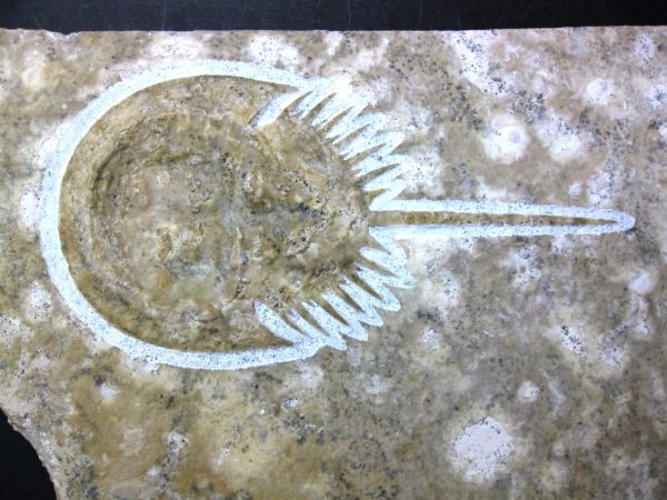 Genuine Jurassic Age Solnhofen Horseshoe Crab Fossil for Sale #5b