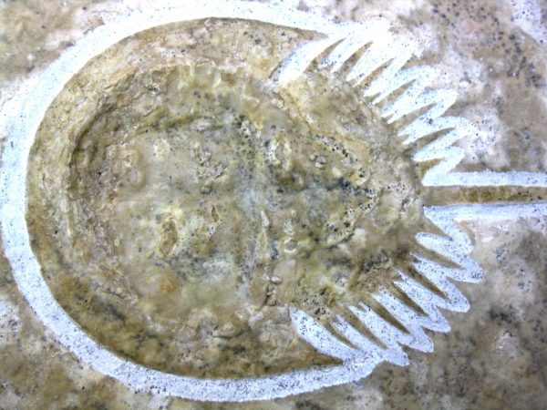 Genuine Jurassic Age Solnhofen Horseshoe Crab Fossil for Sale #5c