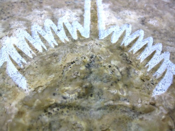 Genuine Jurassic Age Solnhofen Horseshoe Crab Fossil for Sale #5f