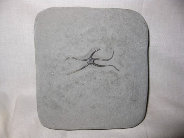 Palaeocoma Brittle Star #2