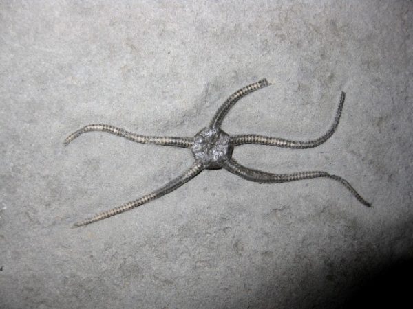 Palaeocoma Brittle Star #2 - Image 2