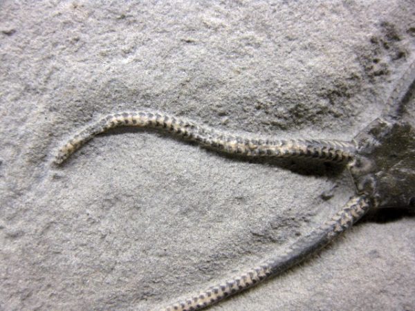 Palaeocoma Brittle Star #2 - Image 7