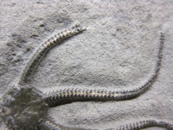 Palaeocoma Brittle Star #2 - Image 6