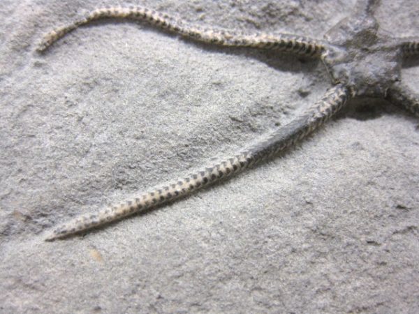 Palaeocoma Brittle Star #2 - Image 5