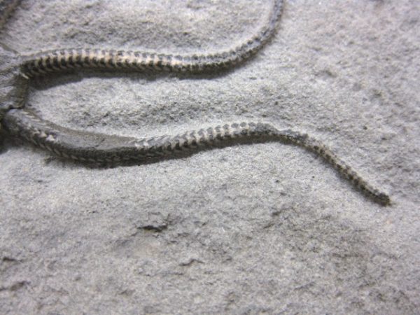 Palaeocoma Brittle Star #2 - Image 4