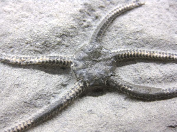 Palaeocoma Brittle Star #2 - Image 3