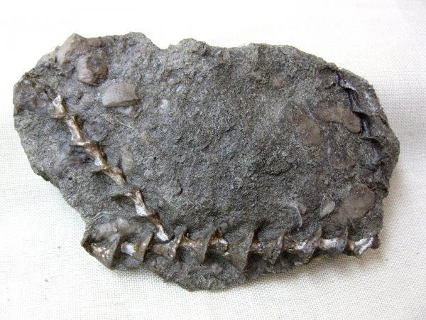 Genuine Mississippian Age Archimedes Bryozoa Fossil for Sale from Kentucky #25