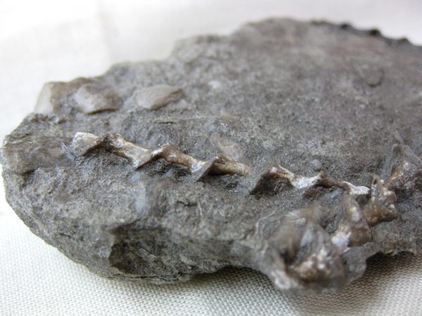 Genuine Mississippian Age Archimedes Bryozoa Fossil for Sale from Kentucky #25a