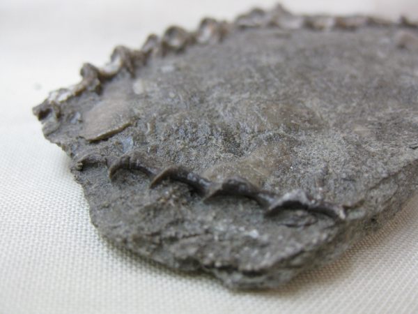 Genuine Mississippian Age Archimedes Bryozoa Fossil for Sale from Kentucky #25c